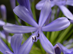 a light purple star s DSC_0021