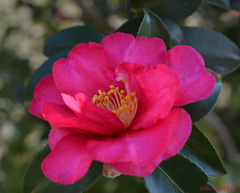 Camellia in Toneri park02