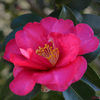 Camellia in Toneri park02