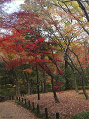Colored Kitanomaru park