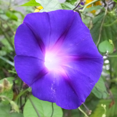 朝顔　The morning glory which continues blo