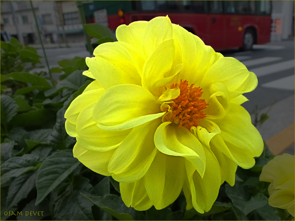 Dahlia yellow