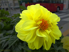 Dahlia yellow