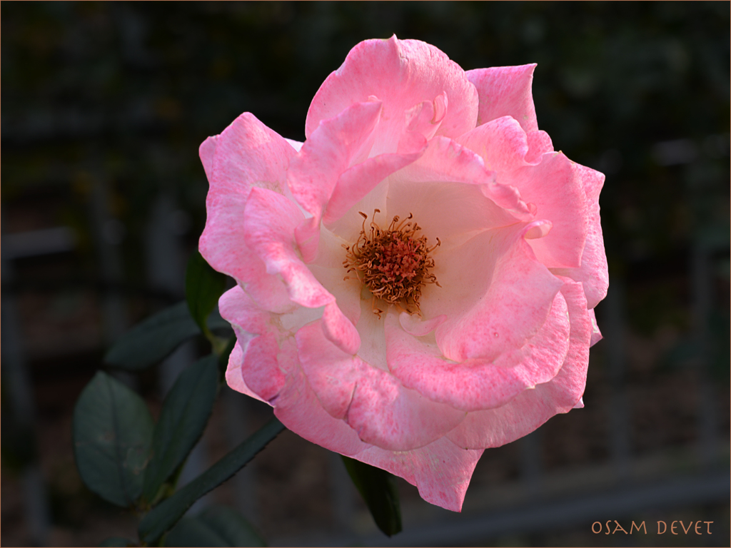 The rose lived in the long life