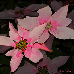 Poinsettia Yanesen Pink01