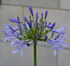 purple energy0365