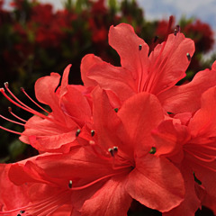 azalea