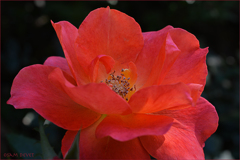 Red Rose Minowa09
