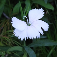 White flower01