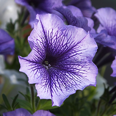 紫の花　beautifull nerved purple