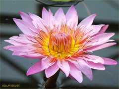 Pink water-lily01