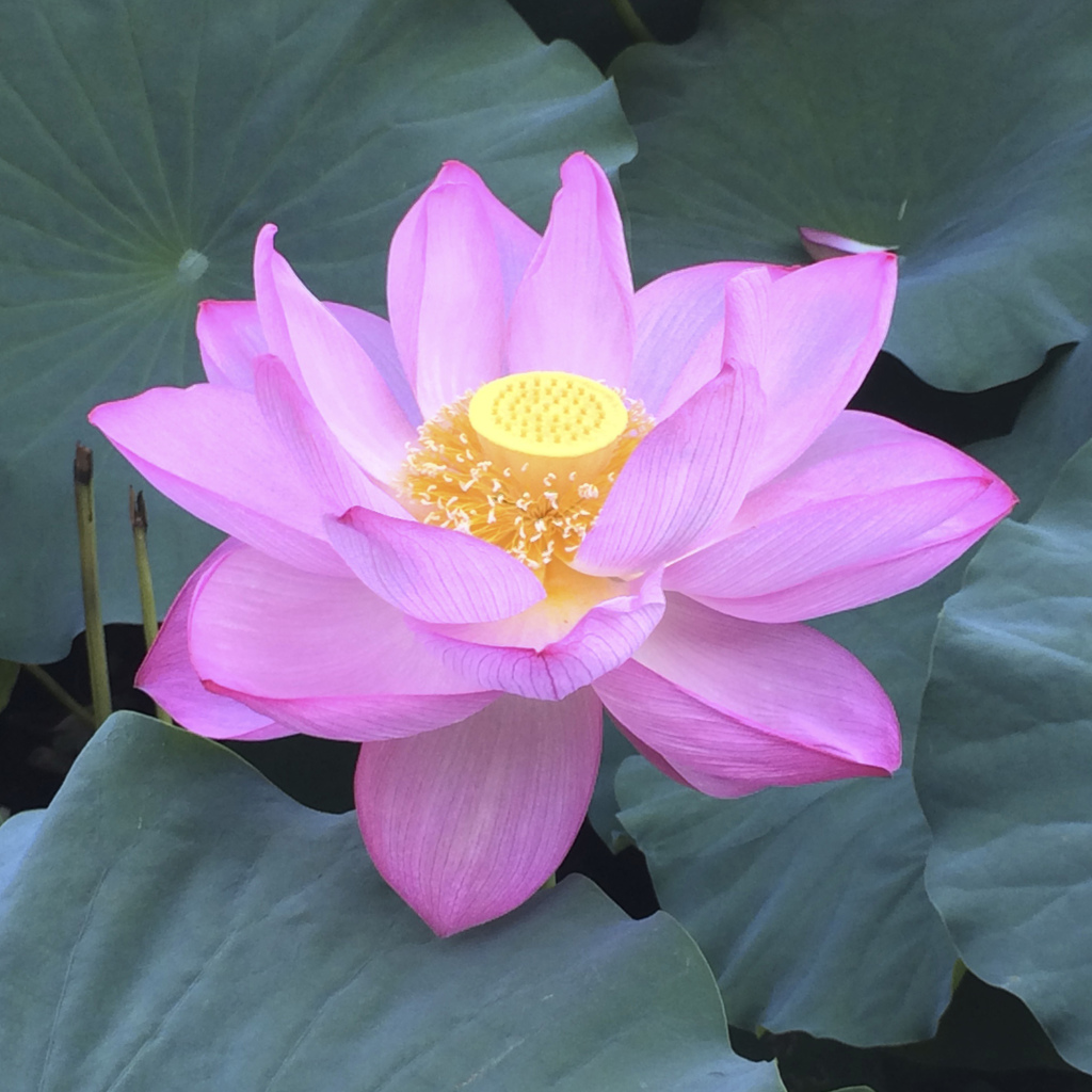 lotus01 iphone5s