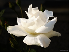 White rose04