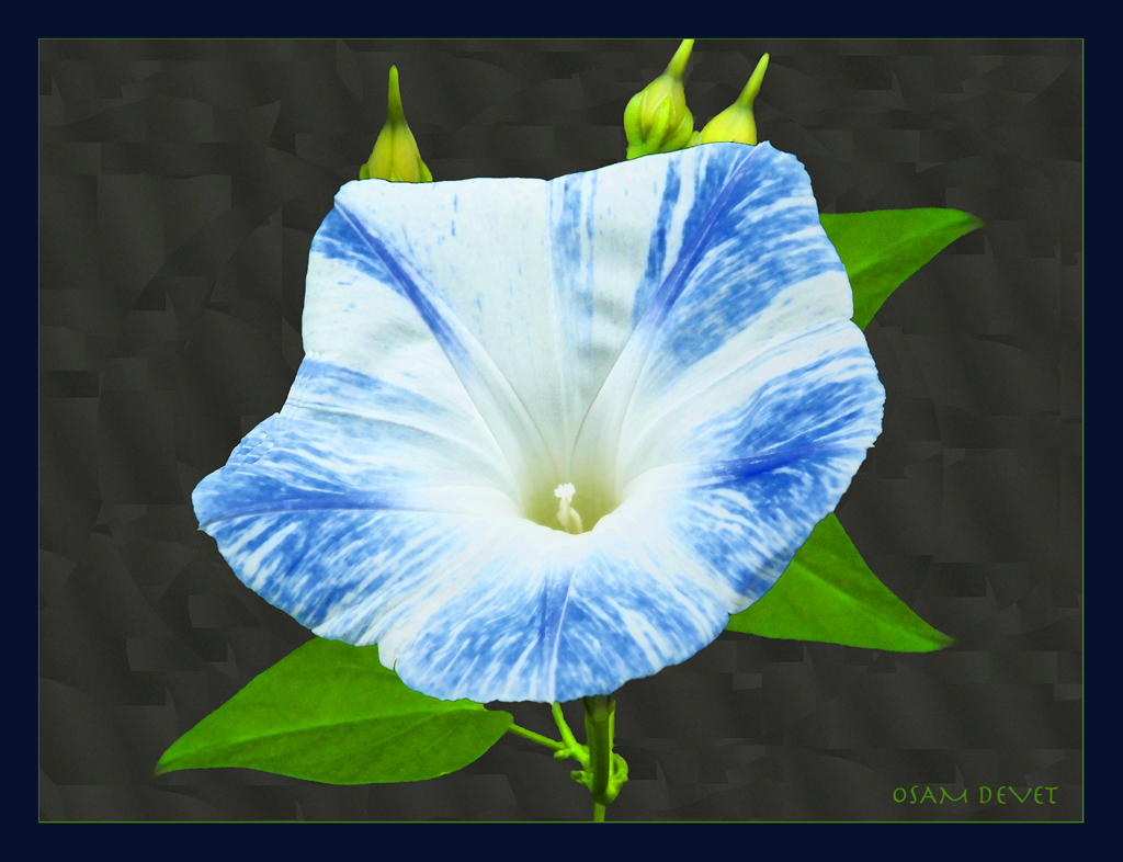 Morning Glory Indigo blue & white