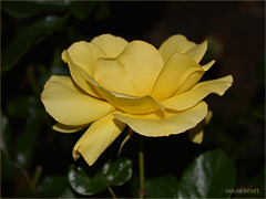 Dark yellow rose02