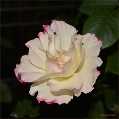 Rose dark and light pink04
