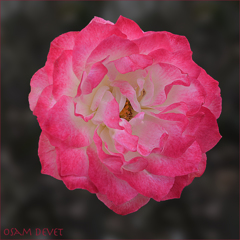 rose pink02 