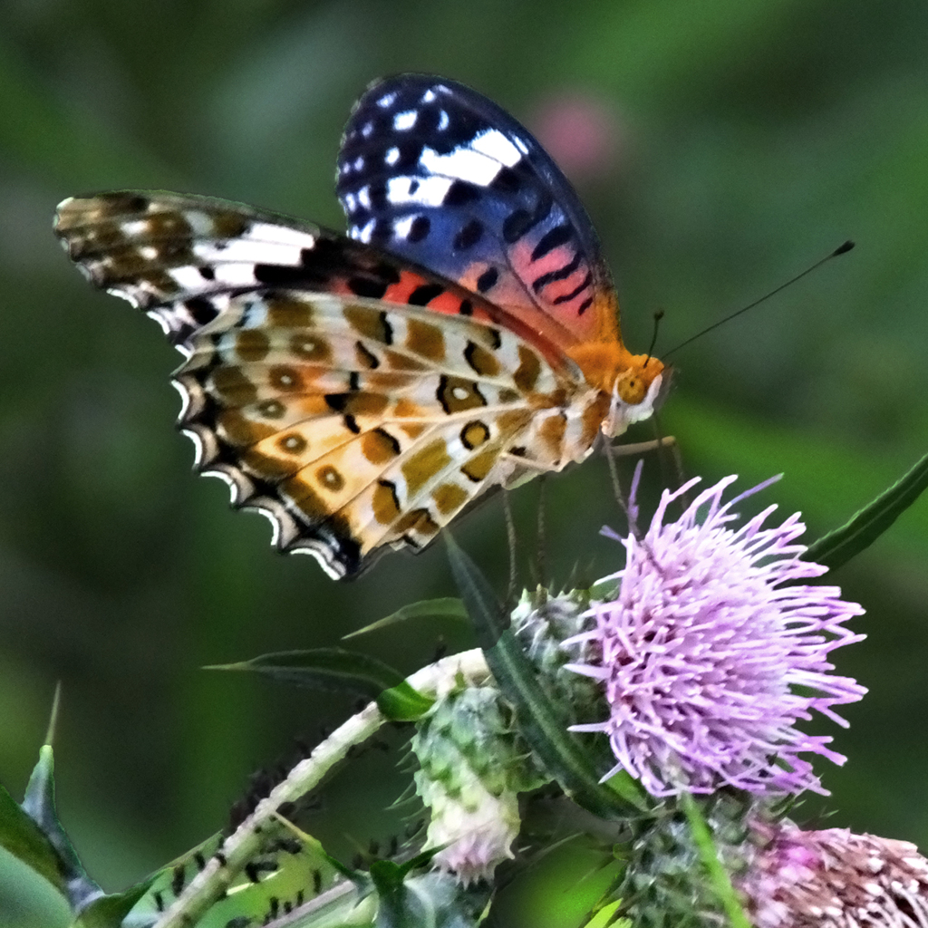 アザミと蝶　Thistles and butterfly