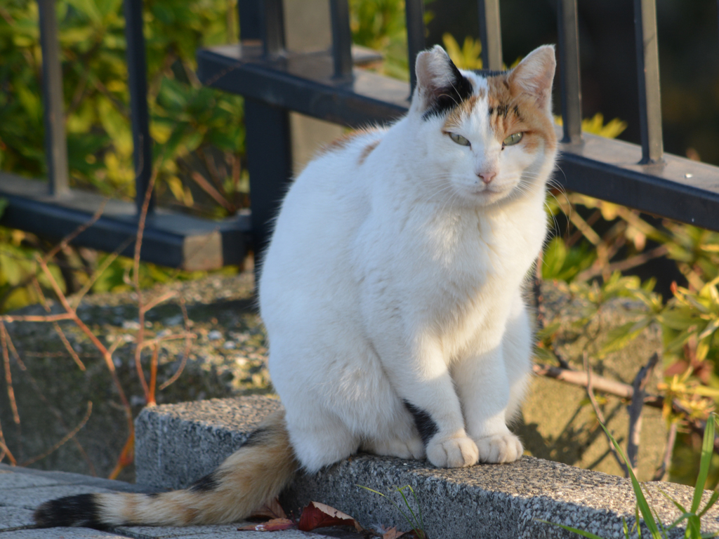 Long tail cat