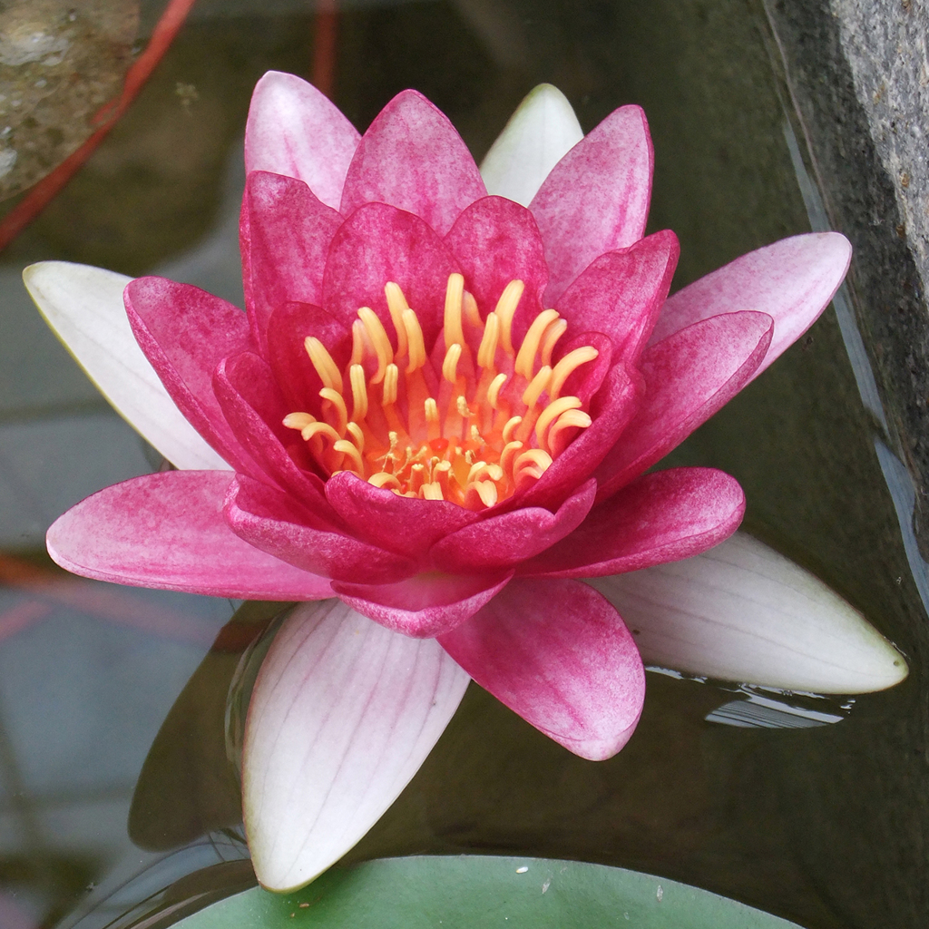 睡蓮　a water lily