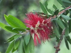 瓶ブラシの木　Callistemon Citrinus Stapf