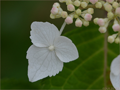 White hydrangea171