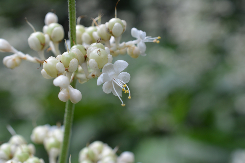 a prrety white s DSC_0009