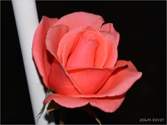 Red rose Minowa01