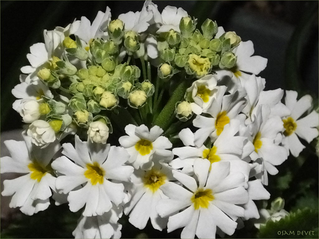 White bouquet