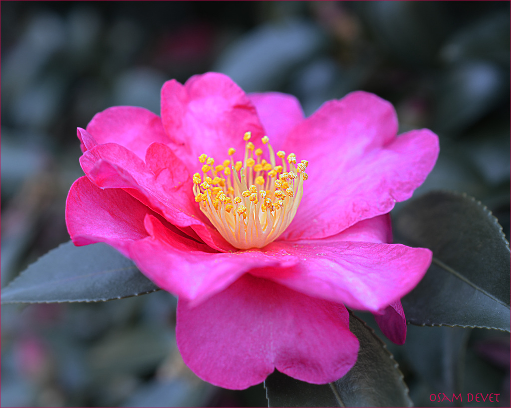 camellia higashi-gyoen02