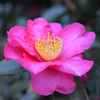 camellia higashi-gyoen02