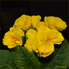 Yellow flowers Yanesen01