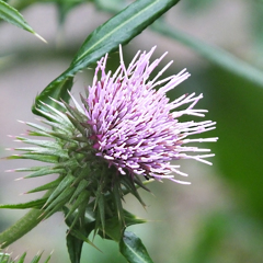 a kind of the thistles