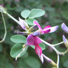 ソメワキハギ Lespedeza japonica bailey