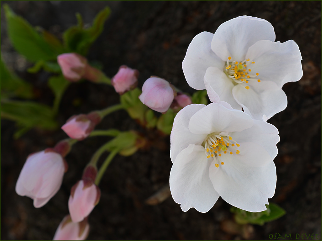 sakura01