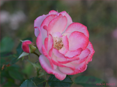Dark pink hemmed rose