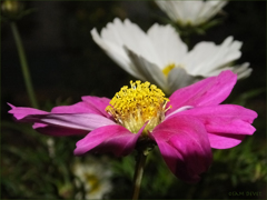 Cosmos01
