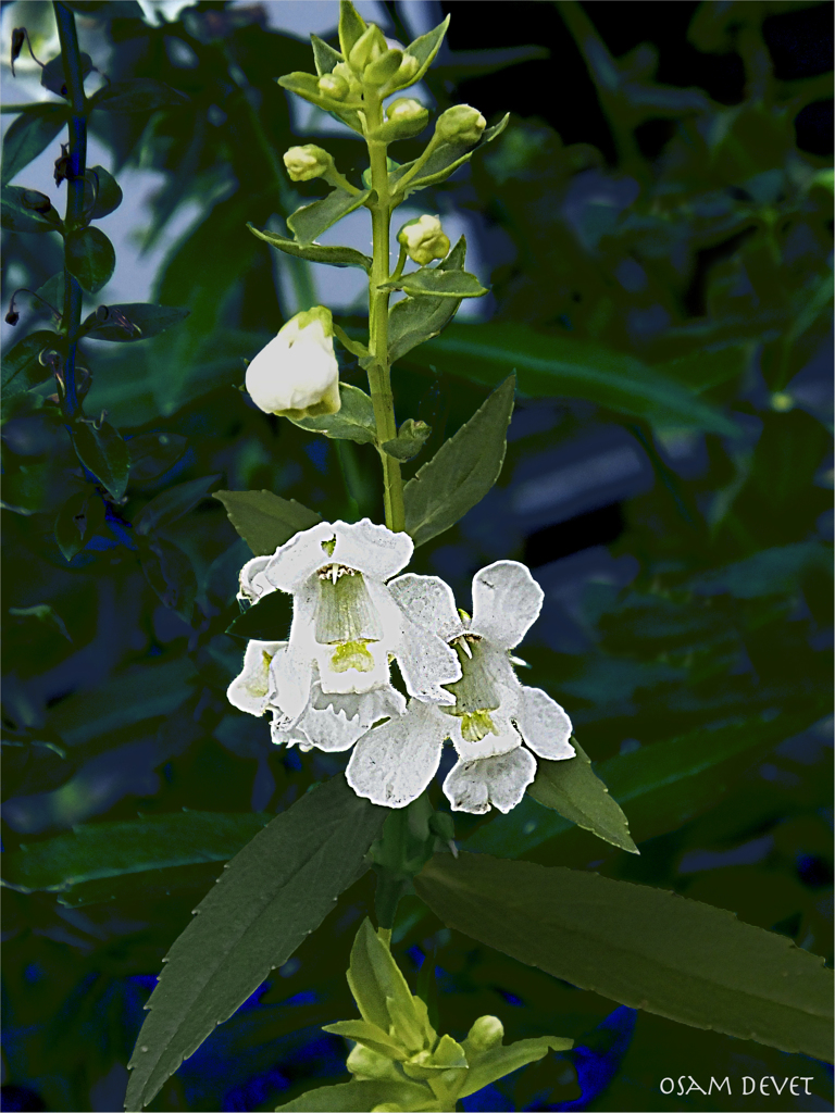Little whites