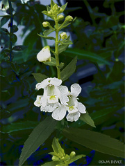Little whites