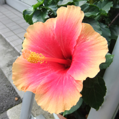 道端のハイビスカス　A flowerpot of the roadside