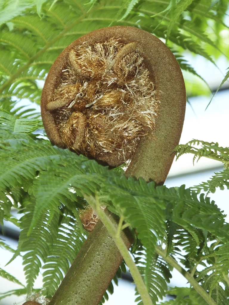 シダ植物の仲間