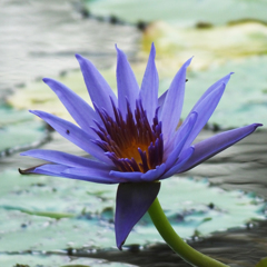 睡蓮　Nymphaea Colorata