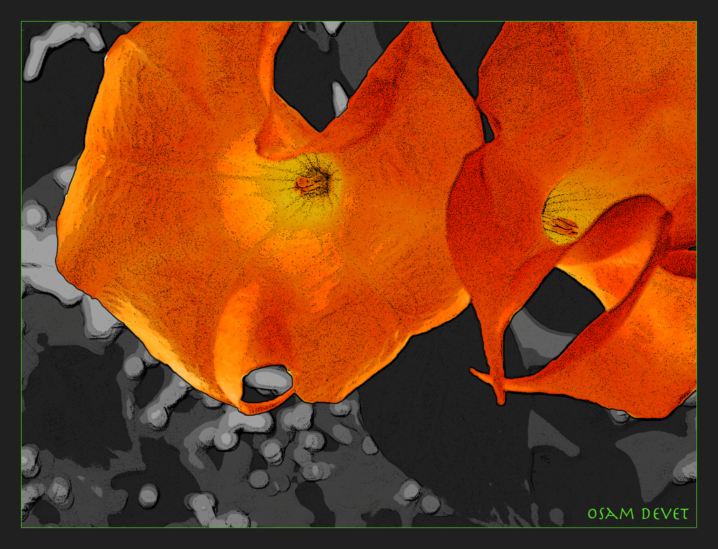 Angel's trumpet