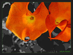 Angel's trumpet