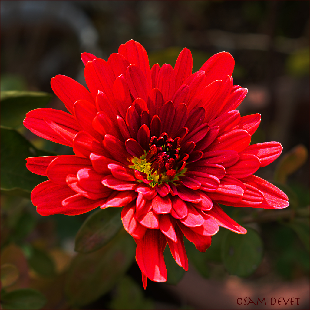 Red chrysanthemum