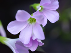 Quietly blooming flowers0015
