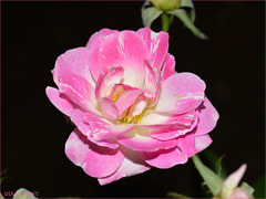 Pink Rose Machiya01