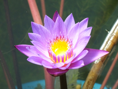 Water lily02