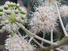 Fatsia japonica　ヤツデの花