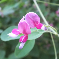 ソメワケハギ　Lespedeza japonica bailey02